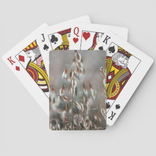 Jeu De Cartes Avoine Mûre (Avena Sativa) Gros Plan. Ceres, Bolan