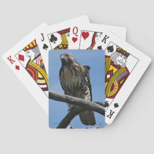 Jeu De Cartes B54 Buse de Swainson