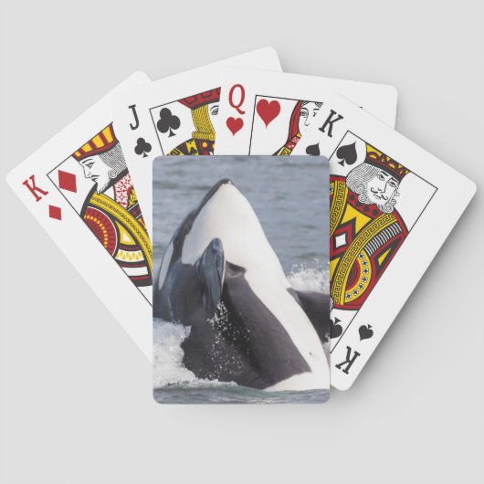 Jeu De Cartes Baleine d'Orca (dos)