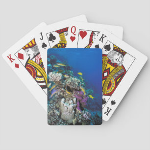Jeu De Cartes Banc de rougets autour d'un petit corail