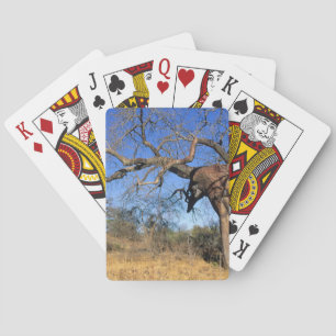 Jeu De Cartes Baobab (Adansonia Digitata), Parc national Kruger