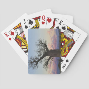 Jeu De Cartes Baobabs, Berenty, Toliara, Madagascar