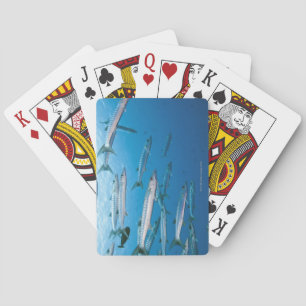 Jeu De Cartes Barracuda à nageoire noire