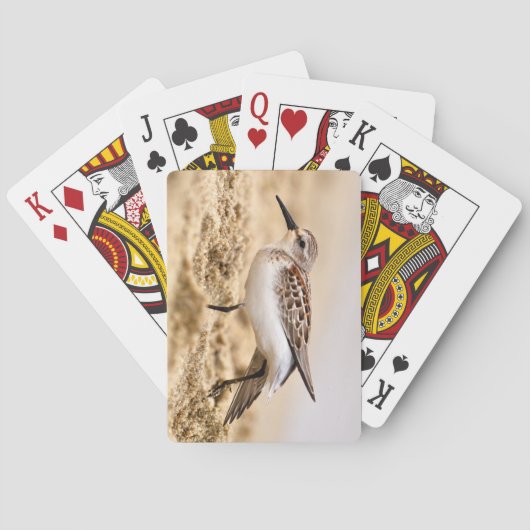 Jeu De Cartes Beau bécasseau dans le sable (dos)