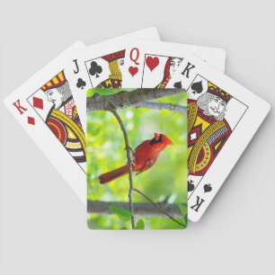 Jeu De Cartes Beau cardinal rouge vif dans un arbre