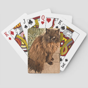 Jeu De Cartes Beau chat