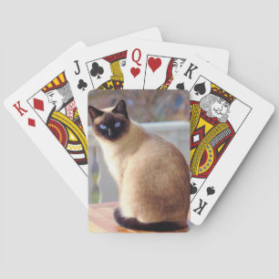 Jeu De Cartes Beau chat siamois aux yeux bleus
