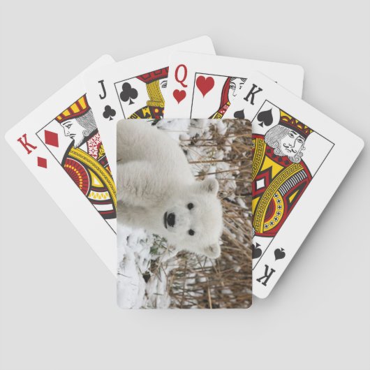 Jeu De Cartes Beau Cub Ours Polaire (dos)
