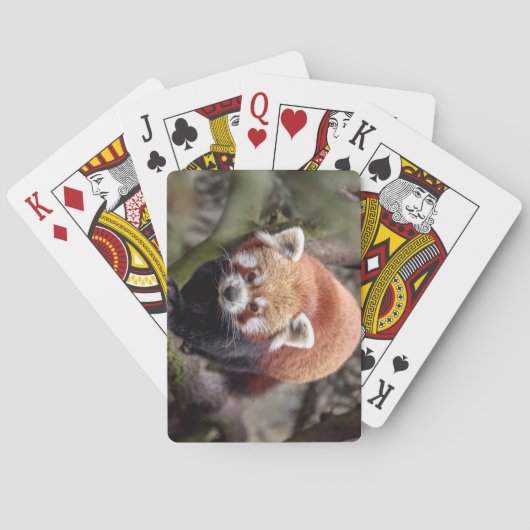 Jeu De Cartes Beau Panda rouge sur une branche (dos)