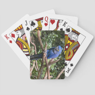 Jeu De Cartes Beau perroquet bleu vif