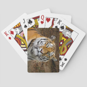 Jeu De Cartes Beau tigre