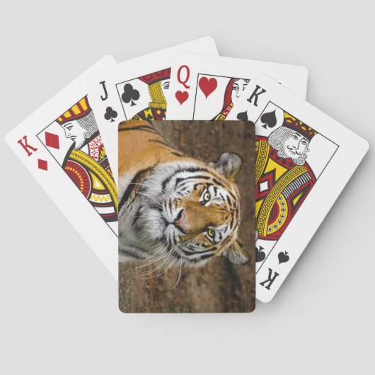 Jeu De Cartes Beau tigre (dos)