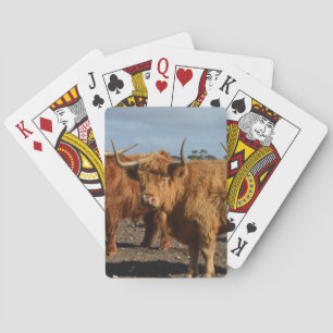 Jeu De Cartes Beauté robuste : la majestueuse grande vache Highl