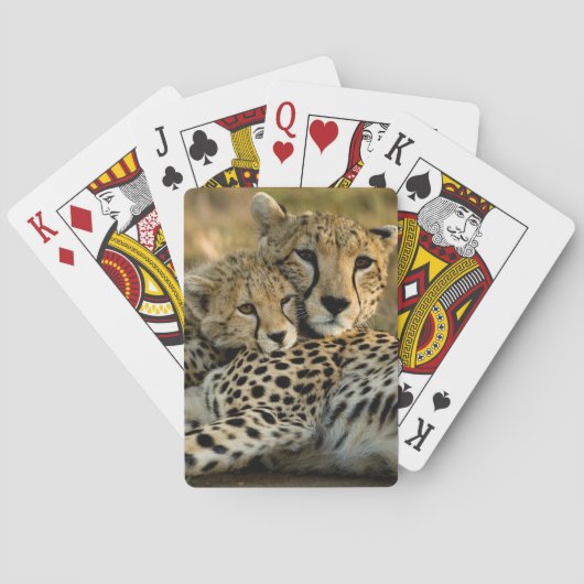 Jeu De Cartes Bébé guépard câlinant avec sa mère (dos)