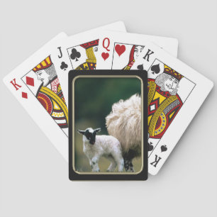 Jeu De Cartes Bébé Lamb Photo Art Jouer Cartes