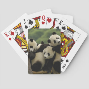 Jeu De Cartes Bébés panda géant Ailuropoda melanoleuca)