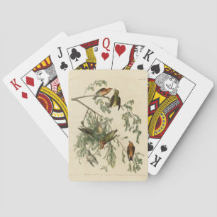 Jeu De Cartes Bec-croisé américain des oiseaux d'Amérique d'Audu
