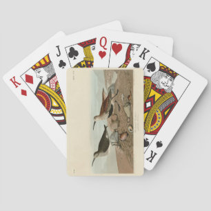 Jeu De Cartes Bécasseau à dos rouge - Audubon's Birds of America