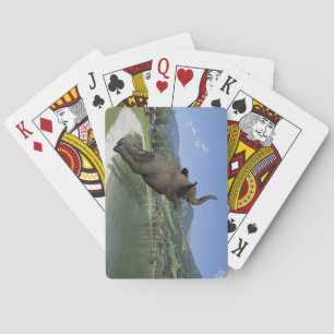 Jeu De Cartes Belly Flop Elephant