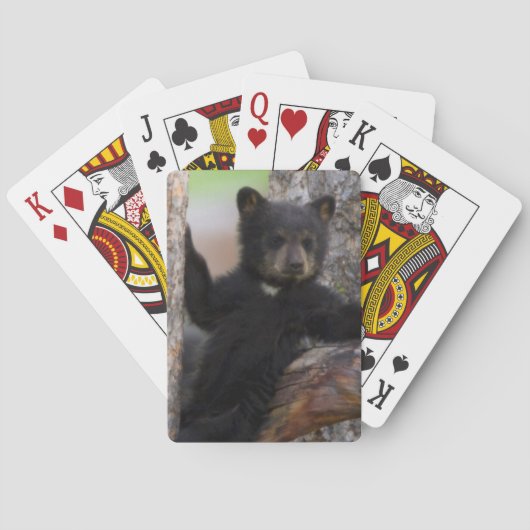 Jeu De Cartes Black Bears Cub Lounge (dos)