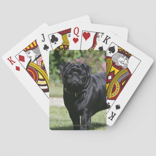 Jeu De Cartes Black Pug (dos)