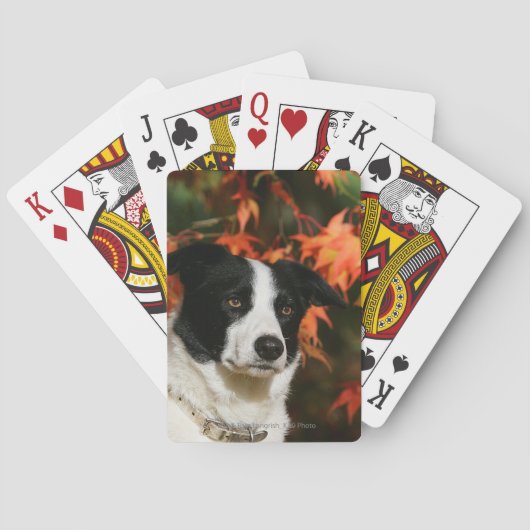 Jeu De Cartes Border Collie Autumn Headshot (dos)