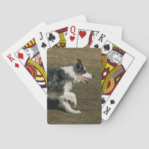 Jeu De Cartes Border Collie Running 1