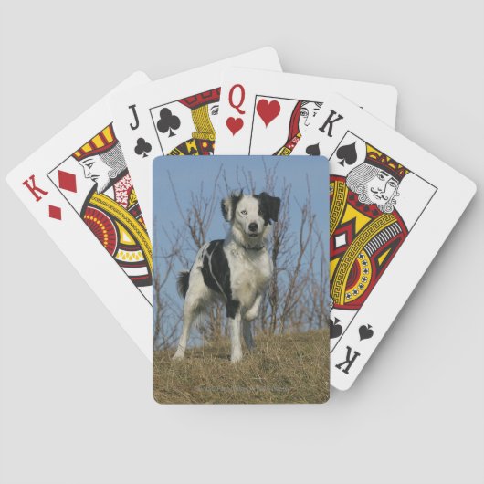 Jeu De Cartes Bordure Collie Leg (dos)