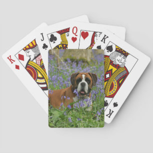 Jeu De Cartes Boxer Laying in Bluebells