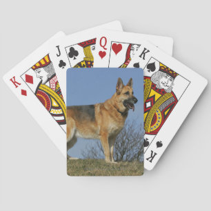 Jeu De Cartes Brown Long Haired German Shepherd 2