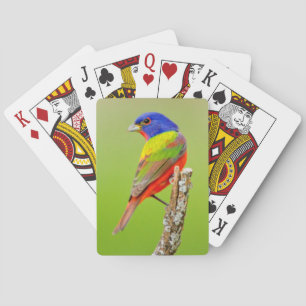Jeu De Cartes Bruant à tête rouge (Passerina ciris) Mâle perché