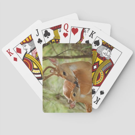 Jeu De Cartes Buck Whitetail Et Bonification De Faune (dos)