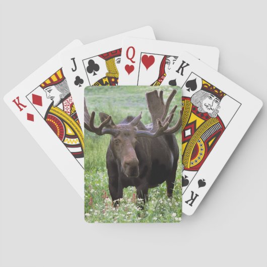 Jeu De Cartes Bull moose Alces alces) en fleur sauvage, (dos)