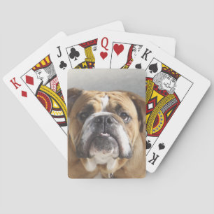 Jeu De Cartes Bulldog Face - Bulldog anglais, Brown