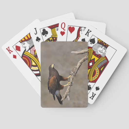 Jeu De Cartes Busard de Harris perché rapace (dos)
