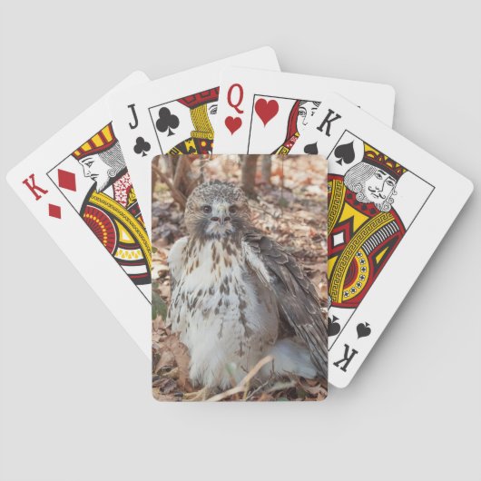 Jeu De Cartes Buse à queue rouge Doublée (dos)