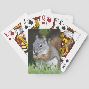 Jeu De Cartes Canada, Colombie-Britannique, Pin d'écureuil roux