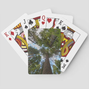 Jeu De Cartes canopée de sapin de Douglas