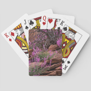 Jeu De Cartes Capitol Reef National Park, Utah, États-Unis