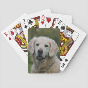 Jeu De Cartes Capture d'écran Golden Retriever 2