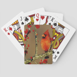 Jeu De Cartes Cardinal rouge mâle perché, IL
