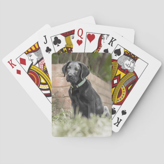 Jeu De Cartes Cartes de jeu avec l'image avant du chiot de (dos)