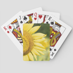 Jeu De Cartes Cartes De Jeu De Tournesol
