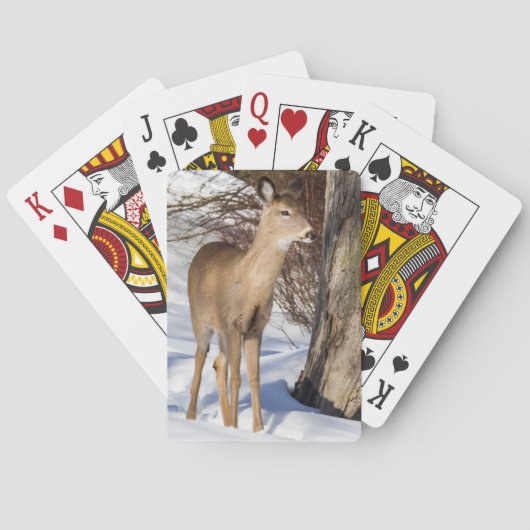 Jeu De Cartes Cerf à queue blanche (gros plan) (dos)