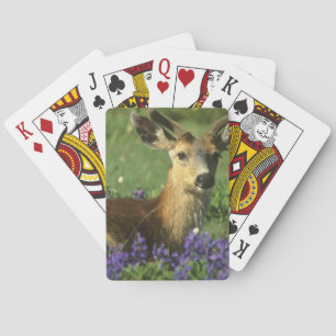 Jeu De Cartes Cerf à queue noire, Odocoileus hemionus