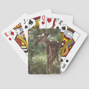 Jeu De Cartes Cerf de Virginie, Odocoileus virginianus