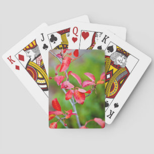 Jeu De Cartes Cerisier de Virginie (Prunus virginiana) en automn