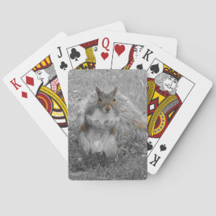 Jeu De Cartes C'est un écureuil