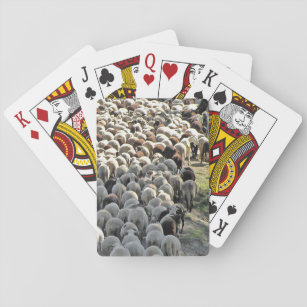 Jeu De Cartes C'est un mouton en bas qui joue aux cartes