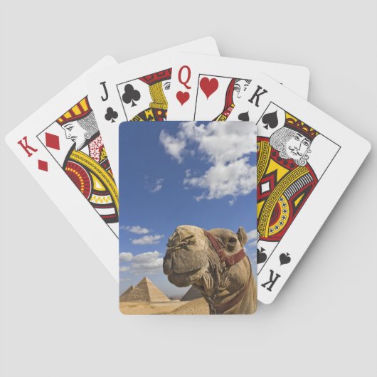 Jeu De Cartes Chameau devant les pyramides de Gizeh, Égypte, (dos)